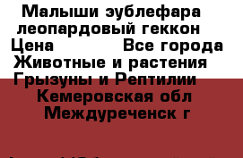 Малыши эублефара ( леопардовый геккон) › Цена ­ 1 500 - Все города Животные и растения » Грызуны и Рептилии   . Кемеровская обл.,Междуреченск г.